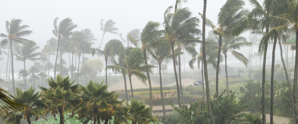 Palm trees blowing in heavy wind - article about specialty oil suppliers providing support through hurricane season